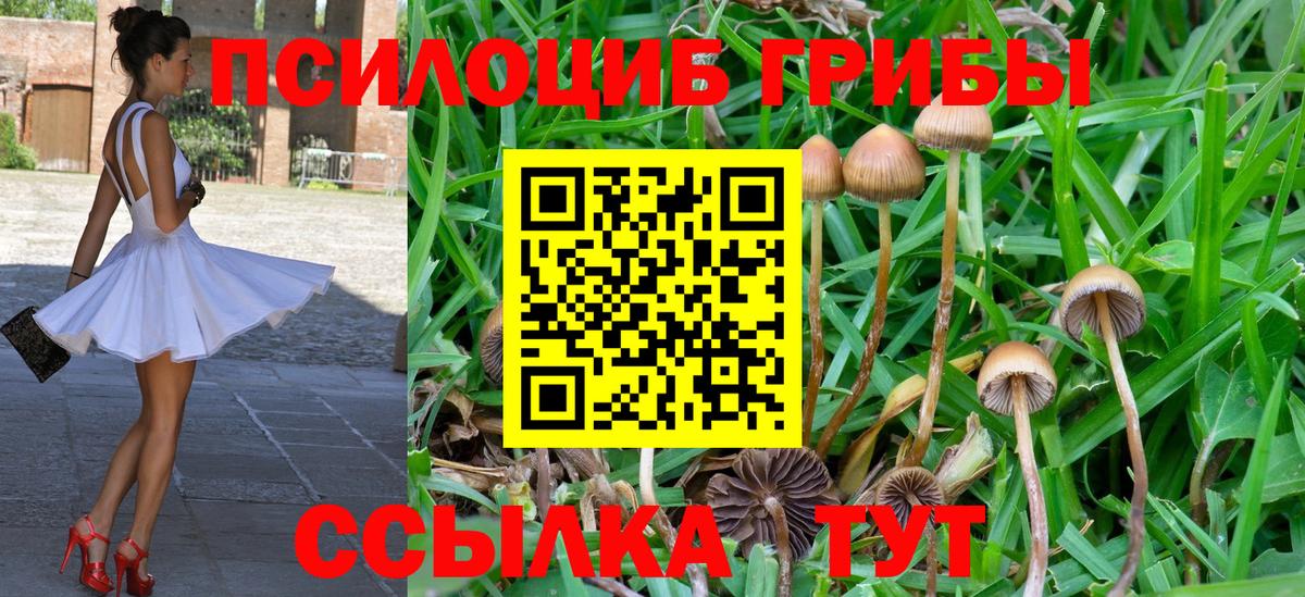 Городец  Псилоцибиновые грибы Cubensis  Вход с VPN 
